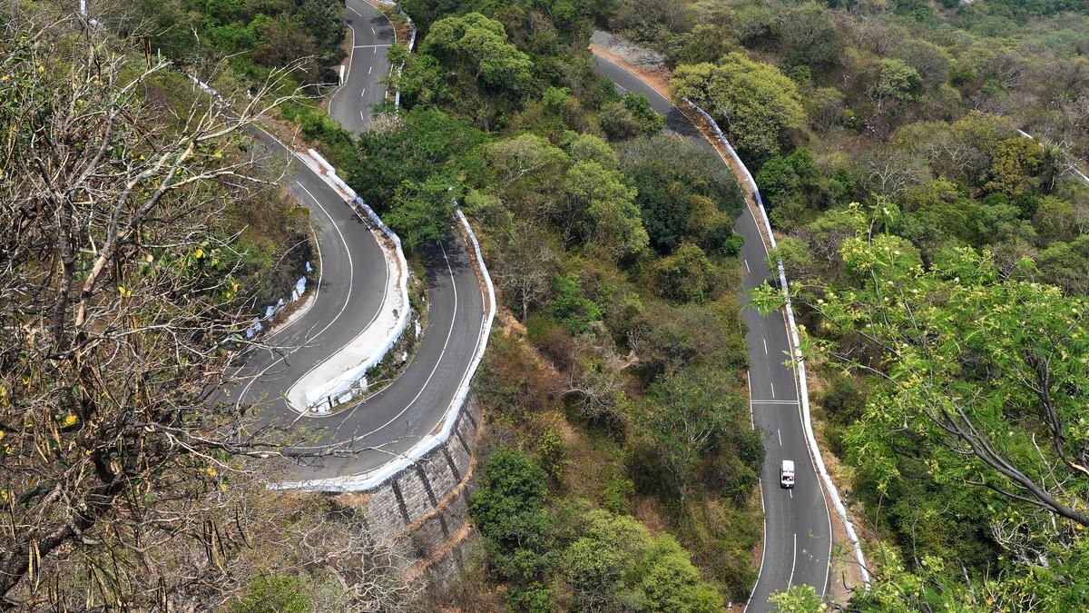 Shy primates shun forests and take over Valparai looking for food