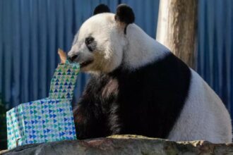 Panda diplomacy: China promises new ‘adorable’ pandas to replace Australia’s popular pair Panda diplomacy: China promises new ‘adorable’ pandas to replace Australia’s popular pair