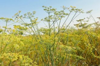 4 districts in Rajasthan set to become hubs of fennel production