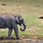 A lone elephant kills farmer, after he leaves hamlet following a tiff with family members, in Andhra Pradesh’s Kuppam region