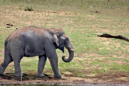 A lone elephant kills farmer, after he leaves hamlet following a tiff with family members, in Andhra Pradesh’s Kuppam region