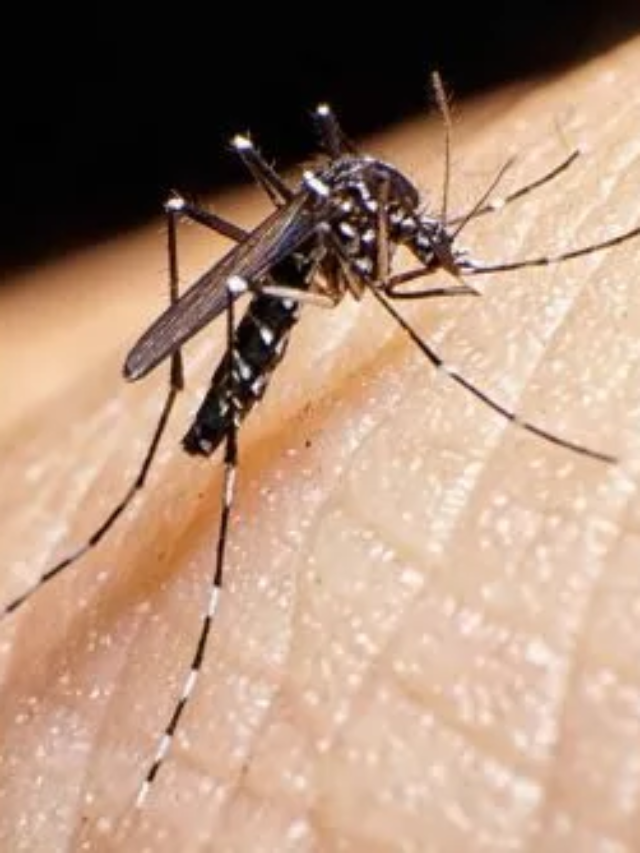 Two Zika virus cases reported in Pune