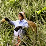 Pineapples: Sweet slice of Assam