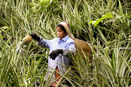 Pineapples: Sweet slice of Assam