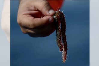 ‘They eat head, whole body …’: Fishermen face growing threat from bearded fireworms devouring their catches