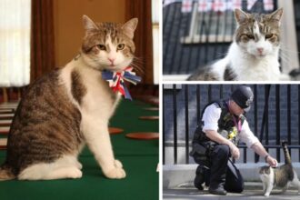 Who is Larry the cat? Downing Street’s beloved feline, who witnessed tenure of 6 UK PMs, faces his final days