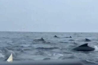 Pilot Whales: Atlantic ocean adventure takes unexpected turn as whales bump boat: Solo paddler calls it ‘incredible sight, but scary’