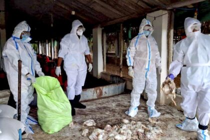 Odisha reports bird flu outbreak, over 5,000 chickens culled
