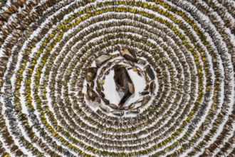 Bird Photographer of the Year 2024: A showcase of exceptional avian photography