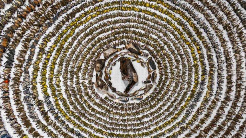 Bird Photographer of the Year 2024: A showcase of exceptional avian photography