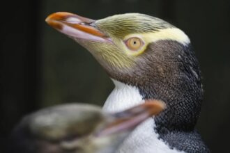 Hoiho wins New Zealand’s Bird of the Year award