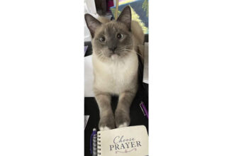 Rayne Beau: Cat goes missing, travels 800 miles to reunite with owners