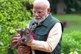 Calf Deepjyoti comes home: PM Modi welcomes his new family member at Lok Kalyan Marg residence