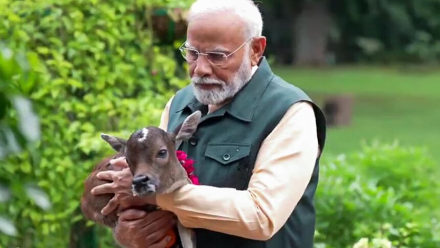 Calf Deepjyoti comes home: PM Modi welcomes his new family member at Lok Kalyan Marg residence