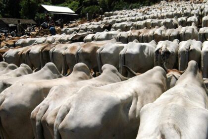 Proposed cow protection rally faces object in north east