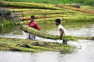 In Frames: Jute — the golden fibre