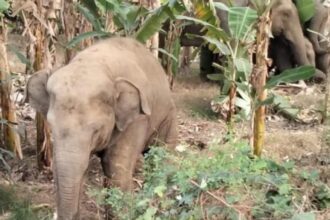 Two elephant herds causing panic among people of Parvatipuram-Manyam district of Andhra Pradesh