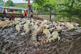 Thai farmer electrocuted over 100 endangered crocodiles on his farm; here’s why