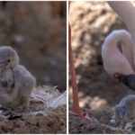 Lesser Flamingos: San Diego zoo’s male flamingo couple becomes first-time dads