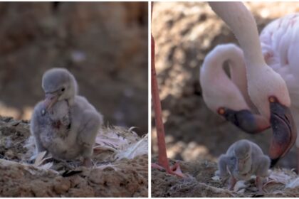 Lesser Flamingos: San Diego zoo’s male flamingo couple becomes first-time dads