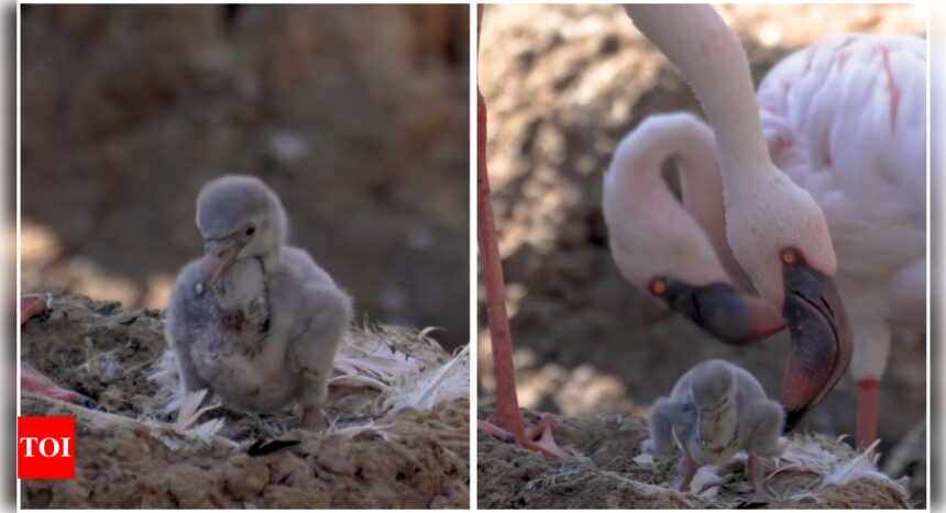 Lesser Flamingos: San Diego zoo’s male flamingo couple becomes first-time dads