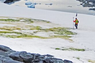 Antarctica turning green ‘dramatically’, trend accelerated over years, study finds