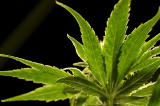 Marijuana Use: Rising marijuana use in the US leads to growing health concerns