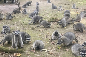 Raccoons: Watch: 100s of raccoons surround a woman in Washington Raccoons: Watch: 100s of raccoons surround a woman in Washington