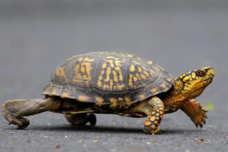 Smuggle Turtles: Woman pleads guilty to smuggling 29 turtles worth K across US-Canada border