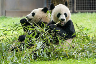 Giant Pandas: Washington’s National Zoo welcomes two giant Pandas from China Giant Pandas: Washington’s National Zoo welcomes two giant Pandas from China