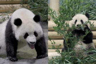 Washington National Zoo Pandas: Two giant pandas Bao Li and Qing Bao arrive in Washington National Zoo | World News Washington National Zoo Pandas: Two giant pandas Bao Li and Qing Bao arrive in Washington National Zoo | World News