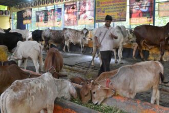 Two FIRs registered after clash between groups over bovine ‘smuggling’ in Jammu