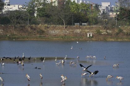 The importance of Bengaluru’s lakes and their associated land