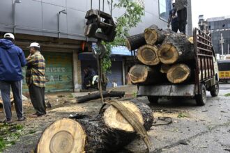 HYDRAA and traffic police to identify and remove trees prone to fall