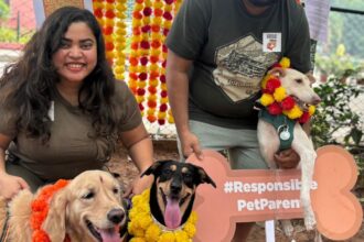 Activists call for better implementation of rules during Deepavali to protect animals