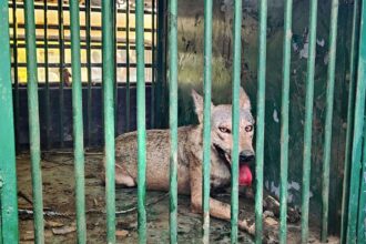 Villagers kill sixth and final wolf ending months-long havoc by predator in Uttar Pradesh‘s Bahraich