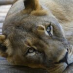 Child mauled to death by lioness in Gujarat’s Amreli