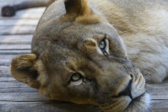 Child mauled to death by lioness in Gujarat’s Amreli