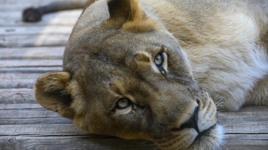 Child mauled to death by lioness in Gujarat’s Amreli