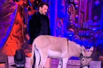 Bigg Boss 18: PETA requests Salman Khan’s intervention over donkey in the controversial house : Bollywood News