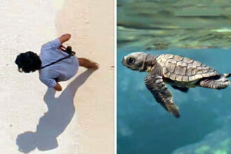 Tiger Baby and Emaho Films partner with Oscar-Winning studio for Taira Malaney’s documentary Turtle Walker : Bollywood News