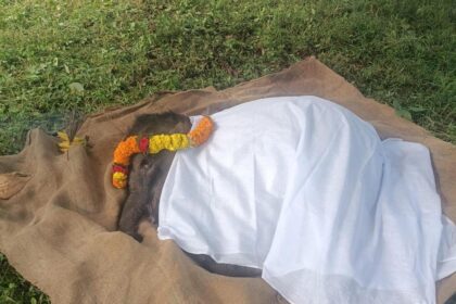 Abandoned elephant calf moved to Theppakadu camp dies after illness