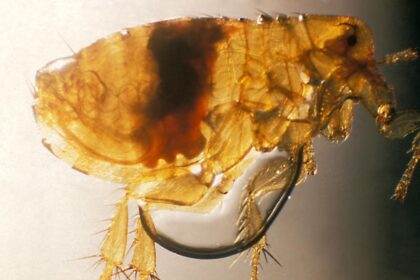 Kerala man contracts murine typhus: What is this rare disease?