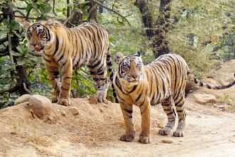 Kamakhya Reserve Forest: 9 booked in Assam for pelting stones at tiger