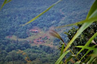 Tree cover loss: NGT seeks response from all states, UTs