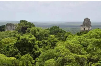 How’re world’s trees doing? Here’s an assessment How’re world’s trees doing? Here’s an assessment