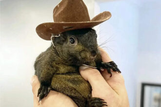 Peanut The Squirrel: Social media sensation ‘Peanut the Squirrel’ euthanized for rabies testing Peanut The Squirrel: Social media sensation ‘Peanut the Squirrel’ euthanized for rabies testing