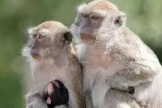 Real-life Jumanji scenario in this US state after over 40 monkeys escape research facility Real-life Jumanji scenario in this US state after over 40 monkeys escape research facility