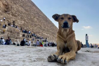 Apollo Pyramid Puppy: Apollo, the stray dog scaling Egypt’s pyramids, becomes viral sensation