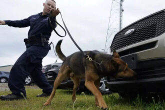 Calfornia city awards m to woman after police dog bites her | World News